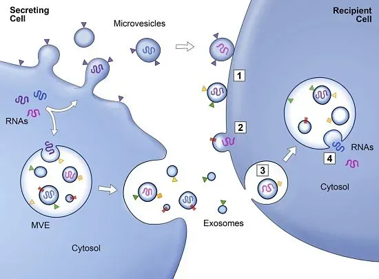 What Are Exosomes at Its Core? 外泌體係咩、修復原理、建議次數同價錢拆解